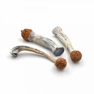 [PSILOCYBIN] Penis Envy OG Mushrooms