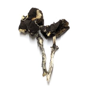 [PSILOCYBIN] Black Caps Mushrooms